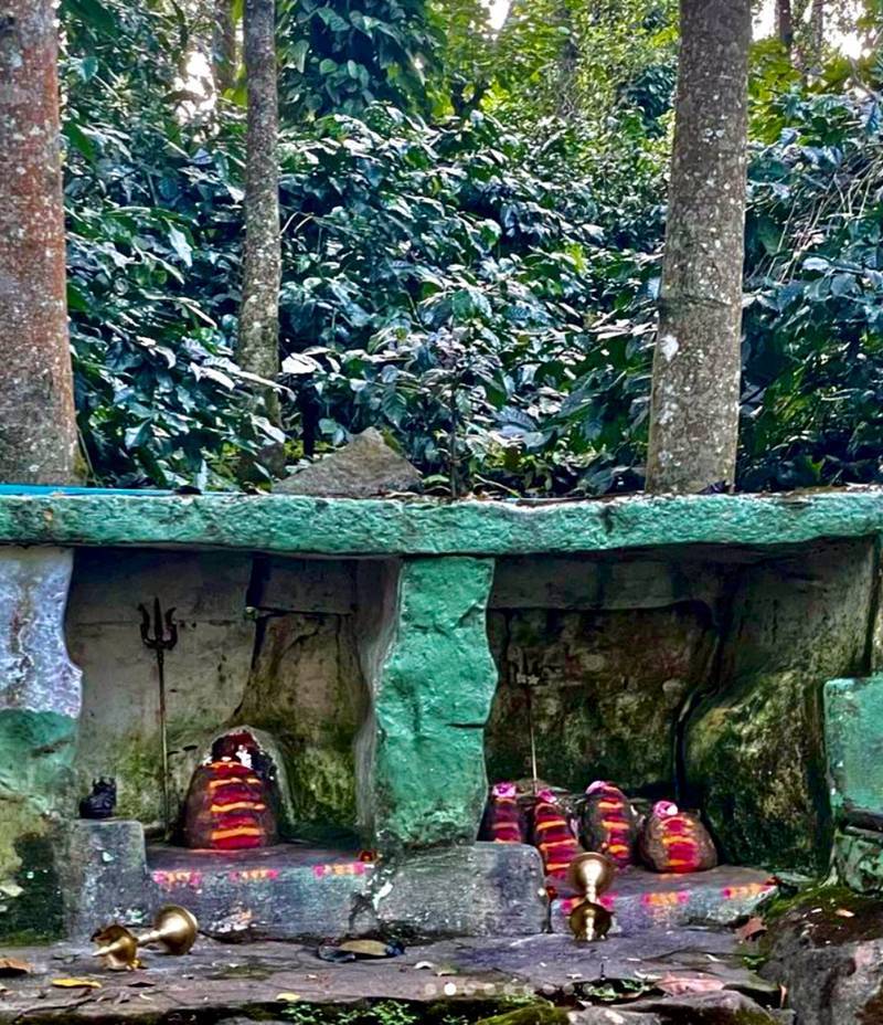 Decaf - Boothangudi Estate Decaffeinated - Image 6